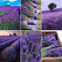 TOMOKOMAMA (2 Dried Lavender Bundles - Freshly Harvested Organic Lavender Bunch Royal Velvet Bouquet for Decoration