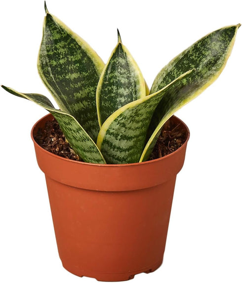 4 Sansevieria trifasciata Superba Live Plant in Pot Dwarf Snake Plant with Golden Variegated Leaves Mother in Law