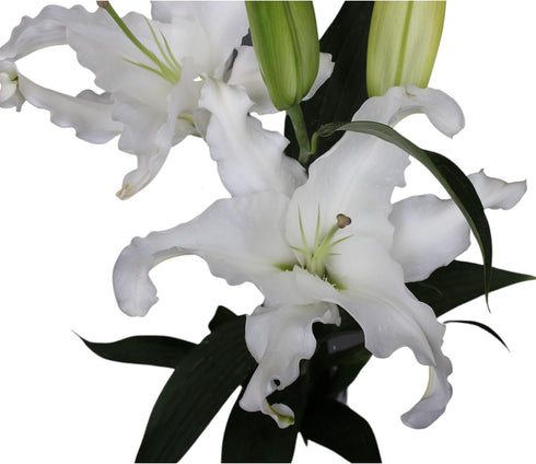 10 stems giant white lilies Fresh Flower Bouquet Gifts for Birthday Anniversary Friendship and Love