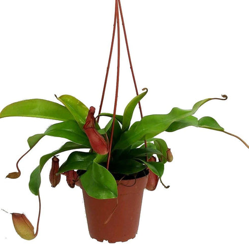 4" Asian Pitcher Plant - Nepenthes - Carnivorous - Exotic - Hanging Pot