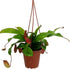 4" Asian Pitcher Plant - Nepenthes - Carnivorous - Exotic - Hanging Pot
