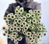 19 Stems Fresh Panda Bicolor Daisies Flowers Well Maintained Long Blooming Hydroponic Flower Arrangement Gift for Home