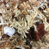 1 rePotme Phalaenopsis Gold Classic Orchid Mix (Junior Bag, Orchid Mix, Quart)