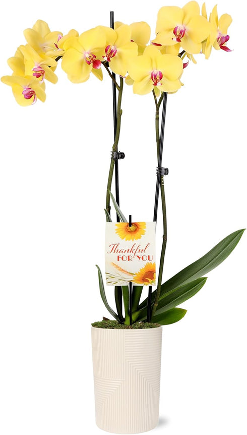Green Circle Growers 5" Yellow Orchid in Rockefeller Beige Planter, Live Plant
