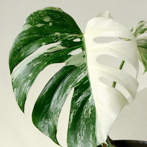 5-9" Philodendron Plant Live, Rare Tropical Variegated Live Indoor Houseplant, Starter Plants No Pot, in Tall (Monstera