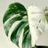 5-9" Philodendron Plant Live, Rare Tropical Variegated Live Indoor Houseplant, Starter Plants No Pot, in Tall (Monstera
