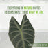 LEAL PLANTS ECUADOR Alocasia Longiloba Silver|Stunning Amazonian Elephant Ear Plant | African Mask Plant | Exotic