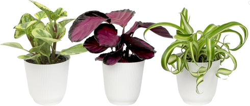 Pet Friendly House Plant Decor 3-Pack, Dog & Cat Safe Plants in