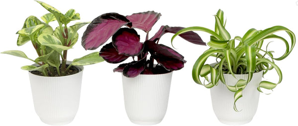 Pet Friendly House Plant Decor 3-Pack, Dog & Cat Safe Plants in