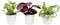 Pet Friendly House Plant Decor 3-Pack, Dog & Cat Safe Plants in