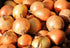 Generic (15 Fresh Yellow Onions, Fresh Produce, USA Grown, Non-Gmo, Bulk Wholesale Pounds)