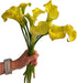 Cassiolina 10 Stems Fresh Calla Lily Flowers Elegant Long Stem Flower Bouquet for Vase Home Decor Wedding Party Floral