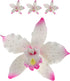 3 Count Global Sugar Art Brassavolaelio Orchid Sugar Cake Flowers, White with Pink, by Chef Alan Tetreault