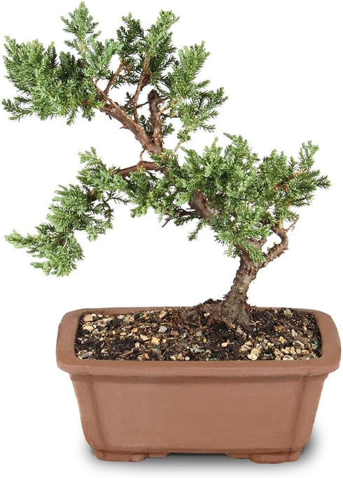 Brussel's Bonsai - Live Green Mound Juniper Bonsai Tree, Outdoor Bonsai Tree Live Plant, Medium Bonsai for Patio Garden