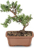 Brussel's Bonsai - Live Green Mound Juniper Bonsai Tree, Outdoor Bonsai Tree Live Plant, Medium Bonsai for Patio Garden