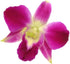 TastePadThai 50 Fresh Loose Purple Dendrobium Orchid Blossoms ct.