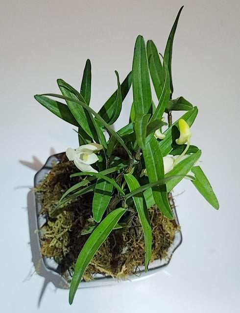Mini Bonsai Dendrobium Huoshan Mizhu with Purple Sand Pot