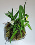 Mini Bonsai Dendrobium Huoshan Mizhu with Purple Sand Pot