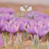 Premium Spanish Saffron Threads, 1/9 Oz (3 Gram)