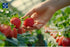 21OZ (600gram) (Pack 6) Natural Dried Strawberry Premium Quality, Soft & Chewy, Naturally Sweet & Sour, Gluten-Free