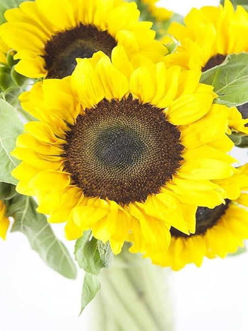 KaBloom Flowers -Valentine's Day Collection - Fresh Sunflowers without vase, Gift for Birthday, Sympathy, Anniversary