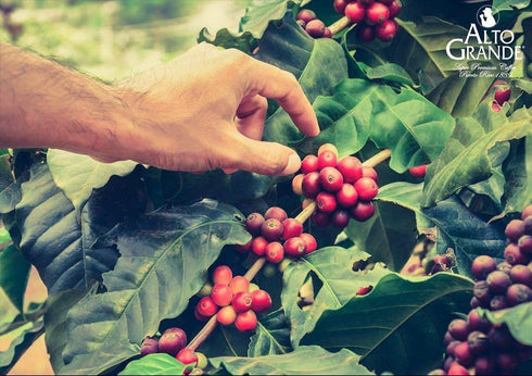 8.8 2 Alto Grande Super Premium Coffee Ground Ounces - cans