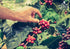 2 (Pack 1) Alto Grande Super Premium Coffee Beans, Medium Dark Roast, Single Origin, Puerto Rico Arabica, Whole Bean