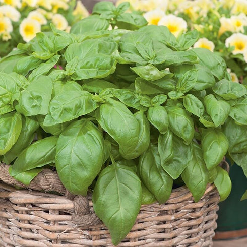 Generic 4 Pack Live Sweet Basil Plant 4 Edible Culinary Herbs in 3.5