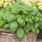 Generic 4 Pack Live Sweet Basil Plant 4 Edible Culinary Herbs in 3.5