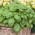 Generic 4 Pack Live Sweet Basil Plant 4 Edible Culinary Herbs in 3.5