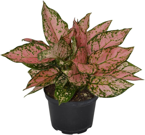 6 Inch 3-Pack Live Aglaonema Chinese Evergreen, Lucky Plant Growers Choice of Ruby Ray, Lady Valentine, or Lucky Red