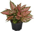6 Inch 3-Pack Live Aglaonema Chinese Evergreen, Lucky Plant Growers Choice of Ruby Ray, Lady Valentine, or Lucky Red