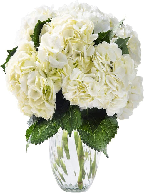 KaBloom - Beauty 6 White Hydrangeas with vase - Fresh Flowers for