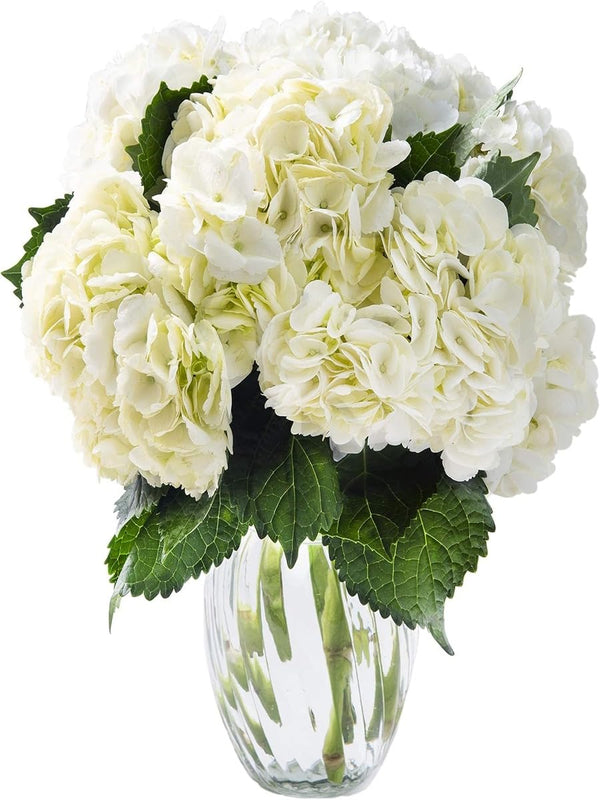 KaBloom - Beauty 6 White Hydrangeas with vase - Fresh Flowers for