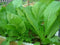 1 packet (500+ seeds) - Chinese Mustard - Small Gai Choi -