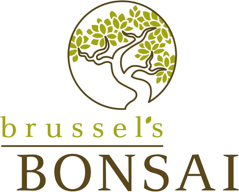3 5-8 Inches Brussel's Bonsai - Live Dwarf Jade Bonsai Tree with Ceramic Bonsai Pot & Humidity Tray, Indoor Bonsai
