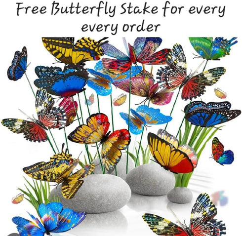 Generic 30 10 4" 6" 8" 3 Lucky Bamboo Each Size with Butterfly Stakes, Bring Positive Energy, Easy to Care, Holiday