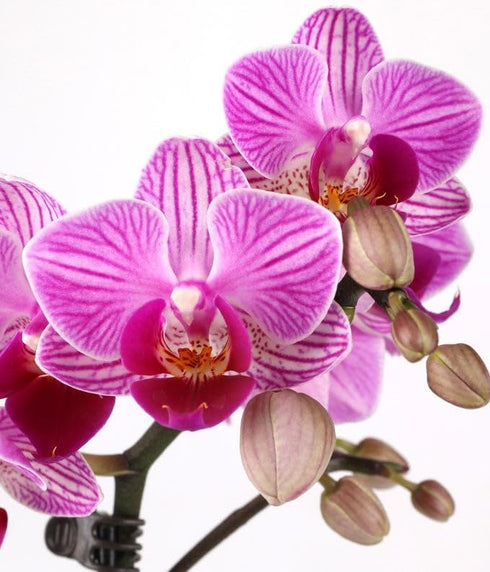 Charming Mini Pink Orchid Plant for Celebrations and Special Occasions