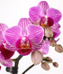 Charming Mini Pink Orchid Plant for Celebrations and Special Occasions