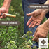 25 (0.88 oz), FILIPPONE - Organic Dried Rosemary leaves g Herb Spices, Rosmarino Mazzetto