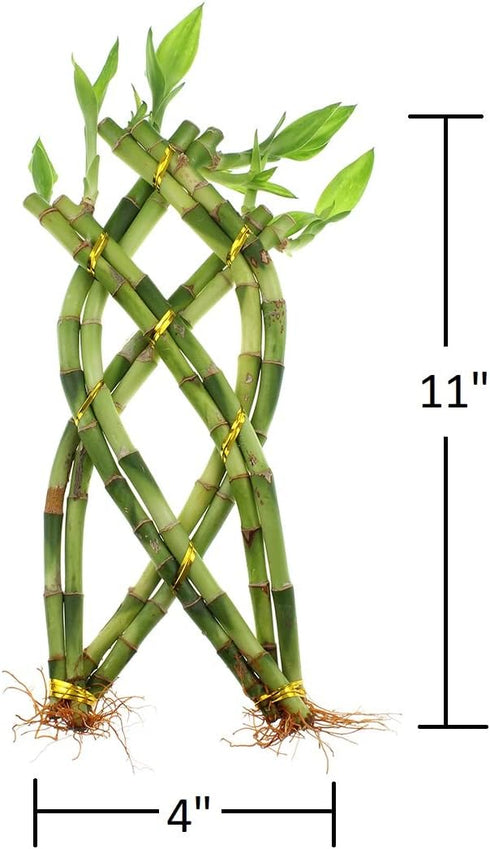 8 NW Wholesaler - Stalk Trellis Lucky Bamboo Plant Arrangement - Indoor Trellis Plant, House Plant, Feng Shui Lucky