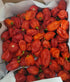 Generic Zozoma 3 lb packed Farms Fresh Red Habanero Chili Peppers hot and spicy with vitamin C and potassium in butcher