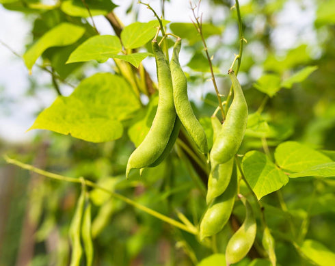 2 Food to Live Organic Black Beans, Pounds Non-GMO, Whole Dried Beans, Sproutable, Vegan, Kosher, Bulk. Great Source