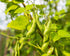 2 Food to Live Organic Black Beans, Pounds Non-GMO, Whole Dried Beans, Sproutable, Vegan, Kosher, Bulk. Great Source