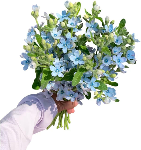 Cassiolina Fresh Tweedia Blue Star Flowers Bouquet Light Blue Fresh Cut Flowers for