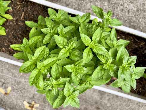 Generic (1 Lb) Fresh Sweet Basil Fragrant, Flavorful, and Farm-Harvested