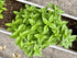 Generic (1 Lb) Fresh Sweet Basil Fragrant, Flavorful, and Farm-Harvested