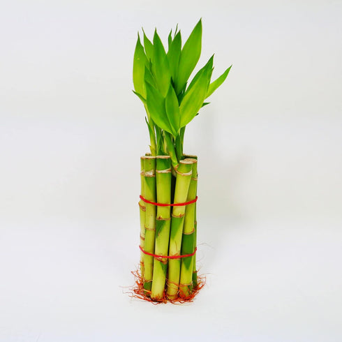 Lucky Bamboo Stalks with Shoots, 8"