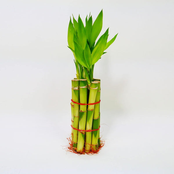 Lucky Bamboo Stalks with Shoots, 8"