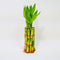 Lucky Bamboo Stalks with Shoots, 8"